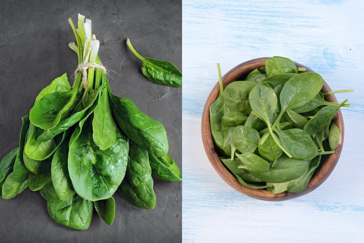 Difference Between Baby Spinach and Spinach