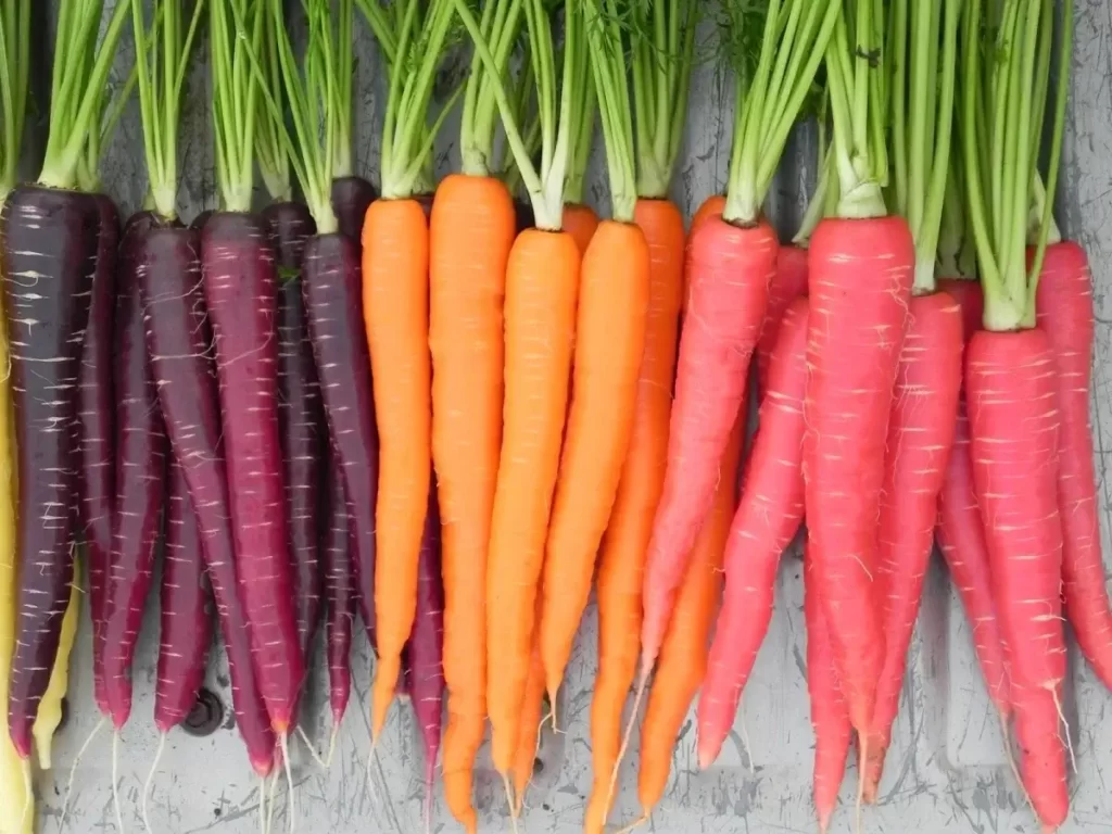 Carrots benefits